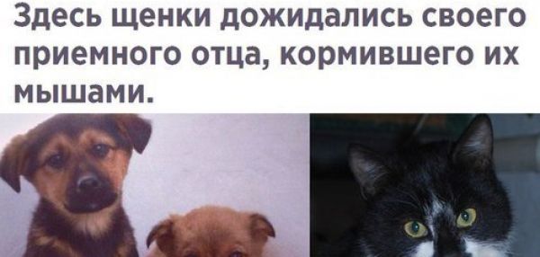 В Анапе кот спас от смерти шестерых щенков