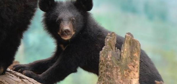 В Ростовском зоопарке можно посмотреть на гималайского медвежонка