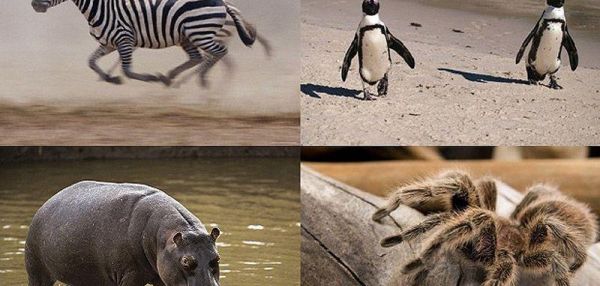 10 видов животных, которых можно встретить в неожиданных местах