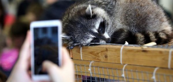 В России запретили контактные зоопарки и содержание диких животных в доме