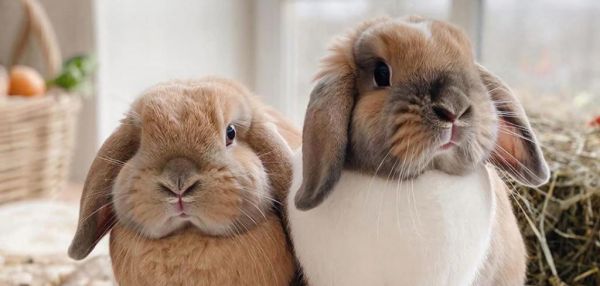 Стоит ли заводить кролика: вещи, о которых стоит знать «до»