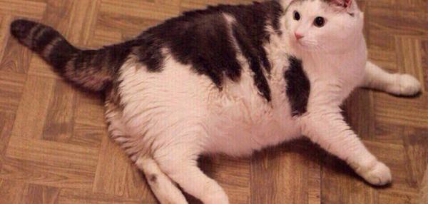 В Новосибирском приюте толстый кот Масик похудел ради шанса найти хозяев