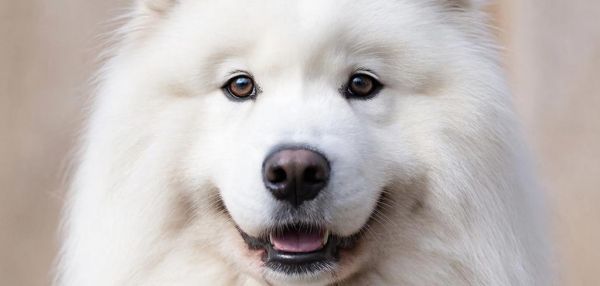 Три породы собак, которые похожи на белого медведя