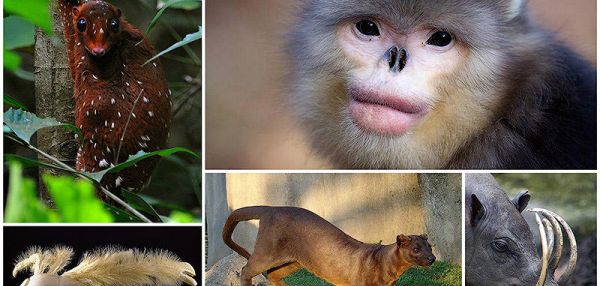 Животные, о существовании которых вы может даже и не знали