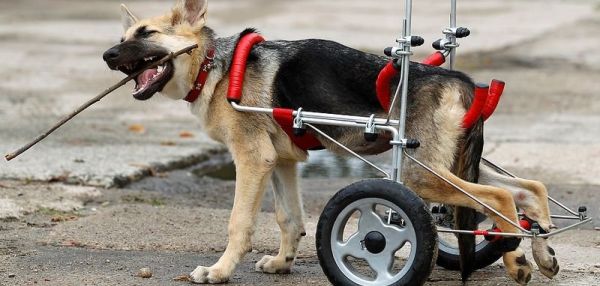 Жизнерадостный щенок-инвалид