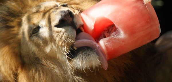 Лондонский зоопарк кормит животных мороженым, спасая от аномальной жары