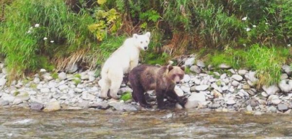 На Камчатке засняли медведя с почти белый шерстью