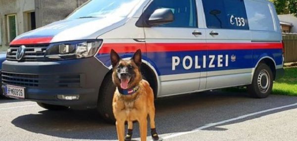 Полицейских собак Вены защитят от жары специальной обувью