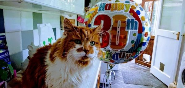 На днях самая старая кошка в мире отпраздновала своё 30-летие
