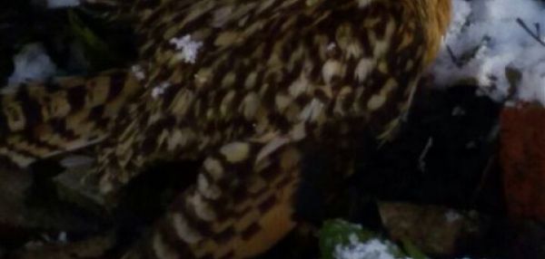 Девушка из Южно-Сахалинска спасла молодую сову