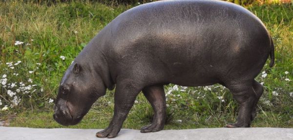 В московский зоопарк привезли карликового бегемота