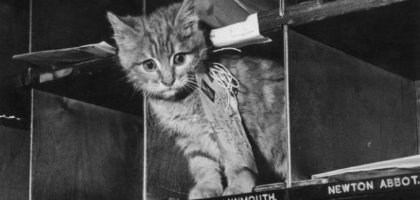 Британские коты на службе: коты-трудяги и коты-герои