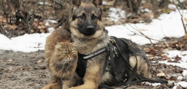 Кот-провокатор или как выросший среди псов кот стал работать в центре подготовки служебных собак