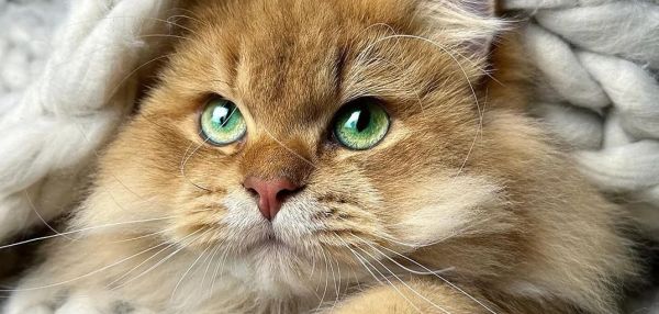 Пушистый котенок подрос — и превратился в гигантский шар
