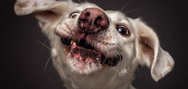 Захочешь вкусняшку — и не так раскорячишься: смешные собаки ловят еду