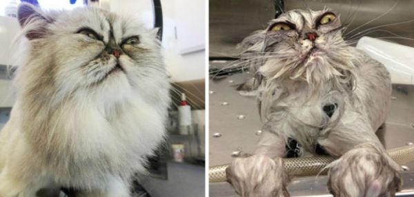 15 уморительных фотографий о том, как животные ненавидят мыться