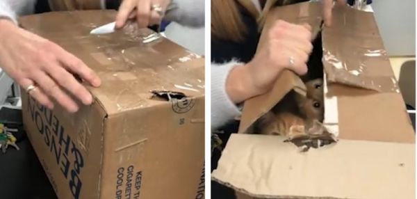 В Британии спасли 11 рыжих котят, засунутых в маленькие картонные коробки