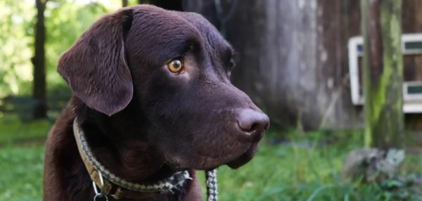 В Карелии лабрадор-ретривер на пенсии ищет любящую семью