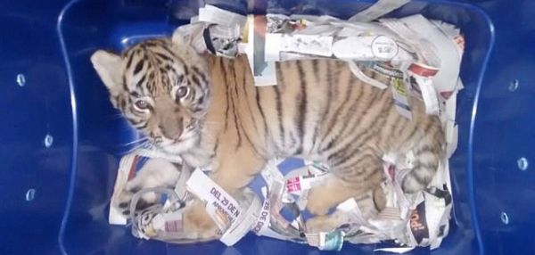 В Мексике обнаружили живого тигра… в почтовой посылке!