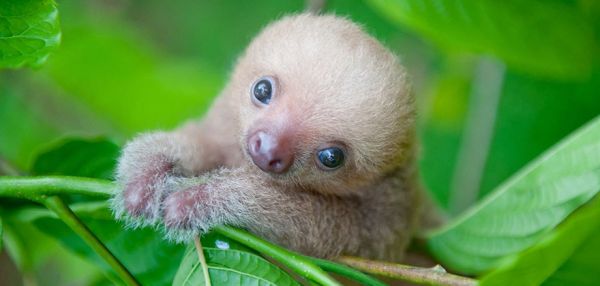 Ученые из Коста-Рики заботятся о маленьких ленивцах, заменяя им родных мам