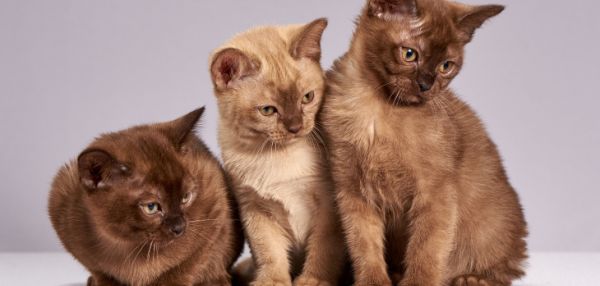 Даже породистых: пензенцам хотят запретить разводить кошек и собак