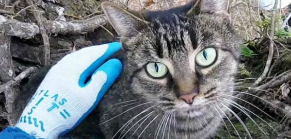 Серийный спасатель котов: американец вышел на пенсию и теперь снимает животных с деревьев