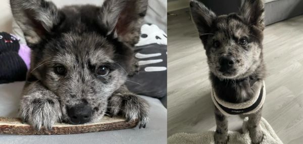 Чау-чау и маламут влюбились друг в друга — их союз создал чудо