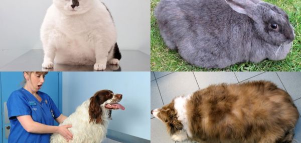 Кролики, собаки и коты – финалисты конкурса похудения