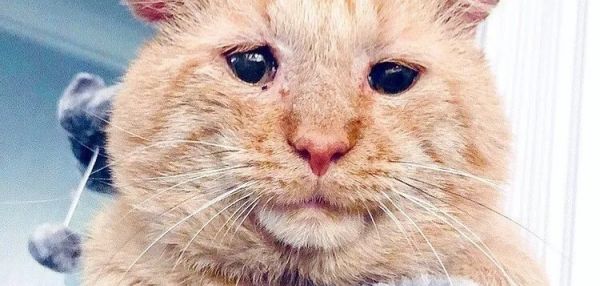 Потрепанный кот наконец получил хозяина после 6 лет на улице