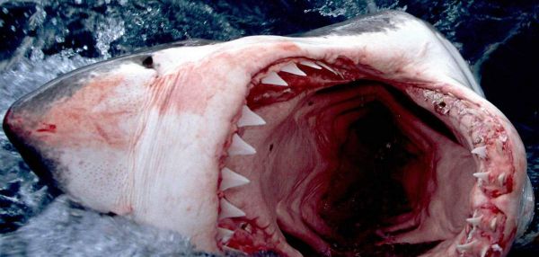 В США воры украли акулу из океанариума и спрятали в детской коляске
