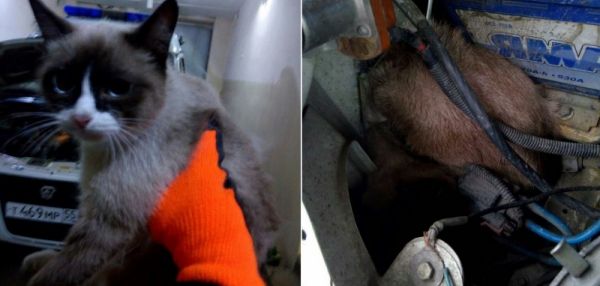 Из Томска до Омска кошка проехала под капотом скорой помощи