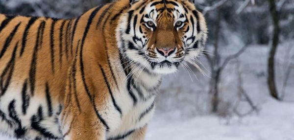 Кошки севера: 5 видов, которые выживают в самых холодных уголках планеты