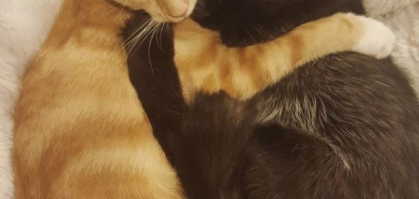 Cчастливая история трех дружных приютских котов, которых взяли всех сразу в одну семью