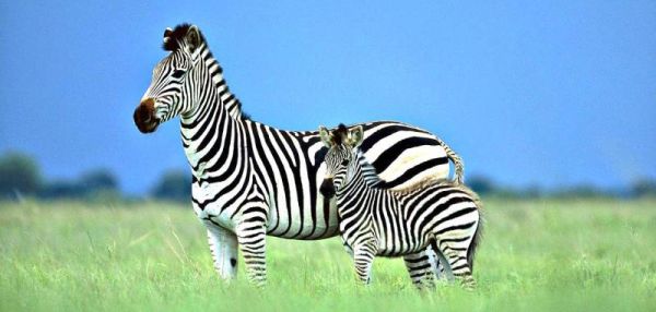Ученые разгадали секрет окраски зебры