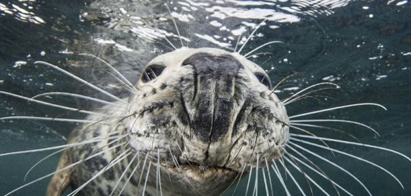 Не украду, так сфотографируюсь: тюлень сделал селфи, пытаясь отнять камеру у дайвера