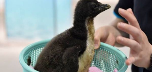 В Японии появился на свет птенец редкого пингвина