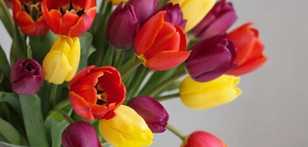 Яд в букете: чем тюльпаны опасны для кошек