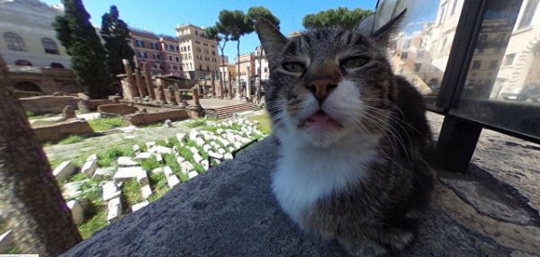 В Италии кот прославилcя, "испортив" фотографии в Google-картах