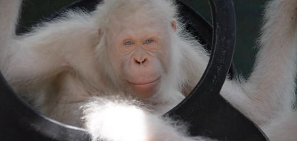 В Идонезии выходили и выпустили на волю единственного в мире орангутана-альбиноса
