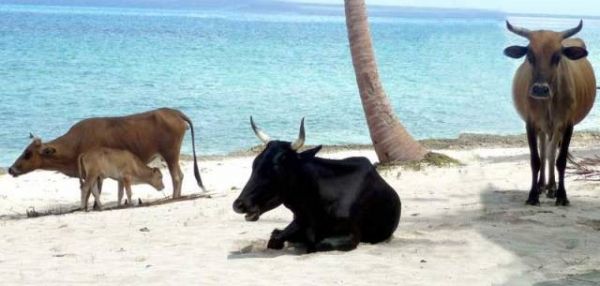 Одичавшие кубинские коровы признаны новой породой