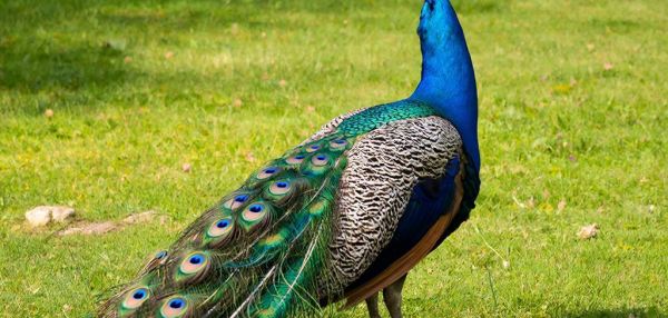 Когда павлины сбросят «хвосты»