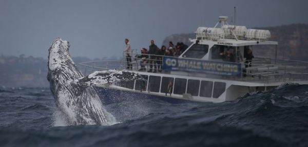 В Австралии гигантский горбатый кит выпрыгнул из океана перед самой лодкой