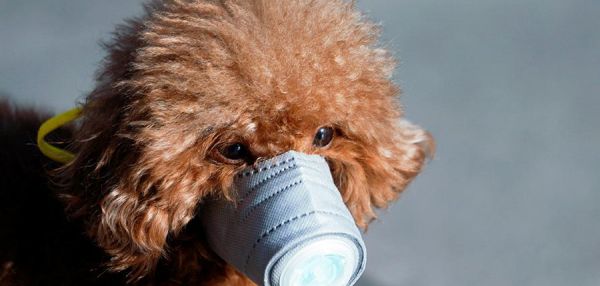 В Гонконге зафиксирован первый случай заражения собаки коронавирусом