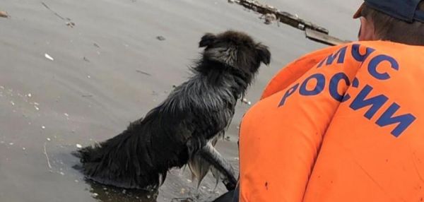 Более 30 животных спасено за сутки из затопленных домов в Тулуне