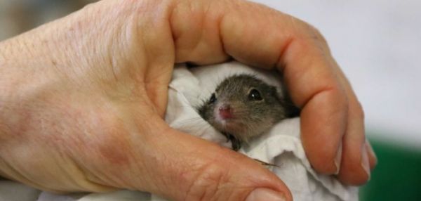 В зоопарке Перта родился детеныш редкой крапчатой мыши