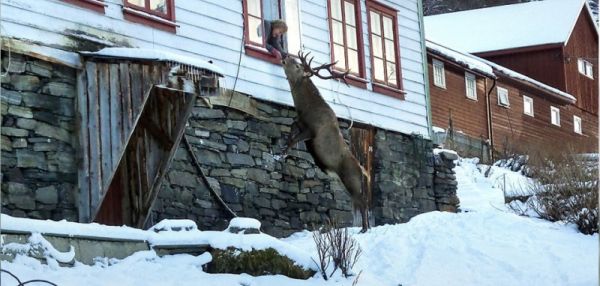 Олень навещает норвежскую семью, которая спасла ему жизнь