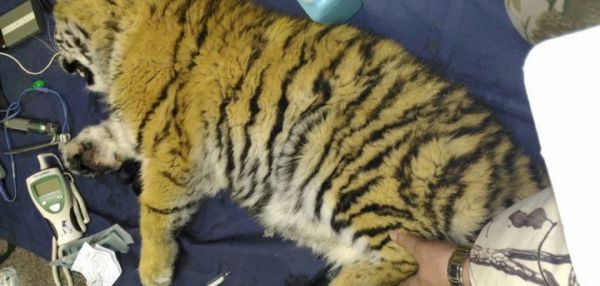 В центр реабилитации везут тигренка, гулявшего две недели без матери