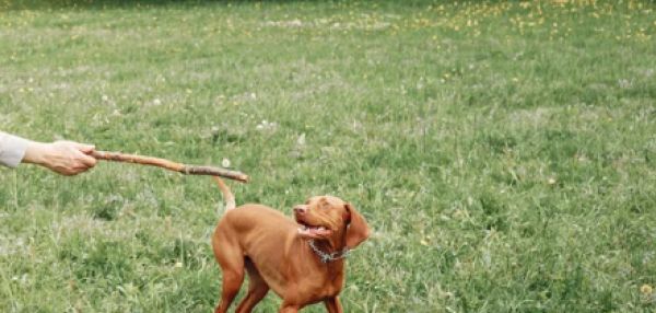 Фундамент счастливой жизни: как правильно социализировать щенка и вырастить уверенную собаку
