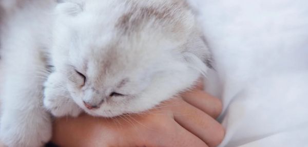 Благодарность без слов: как кошки говорят «спасибо»