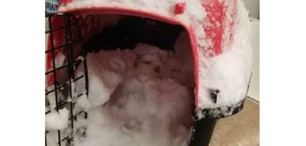 Спасли кошку, брошенную в переноске на улице и заваленную снегом